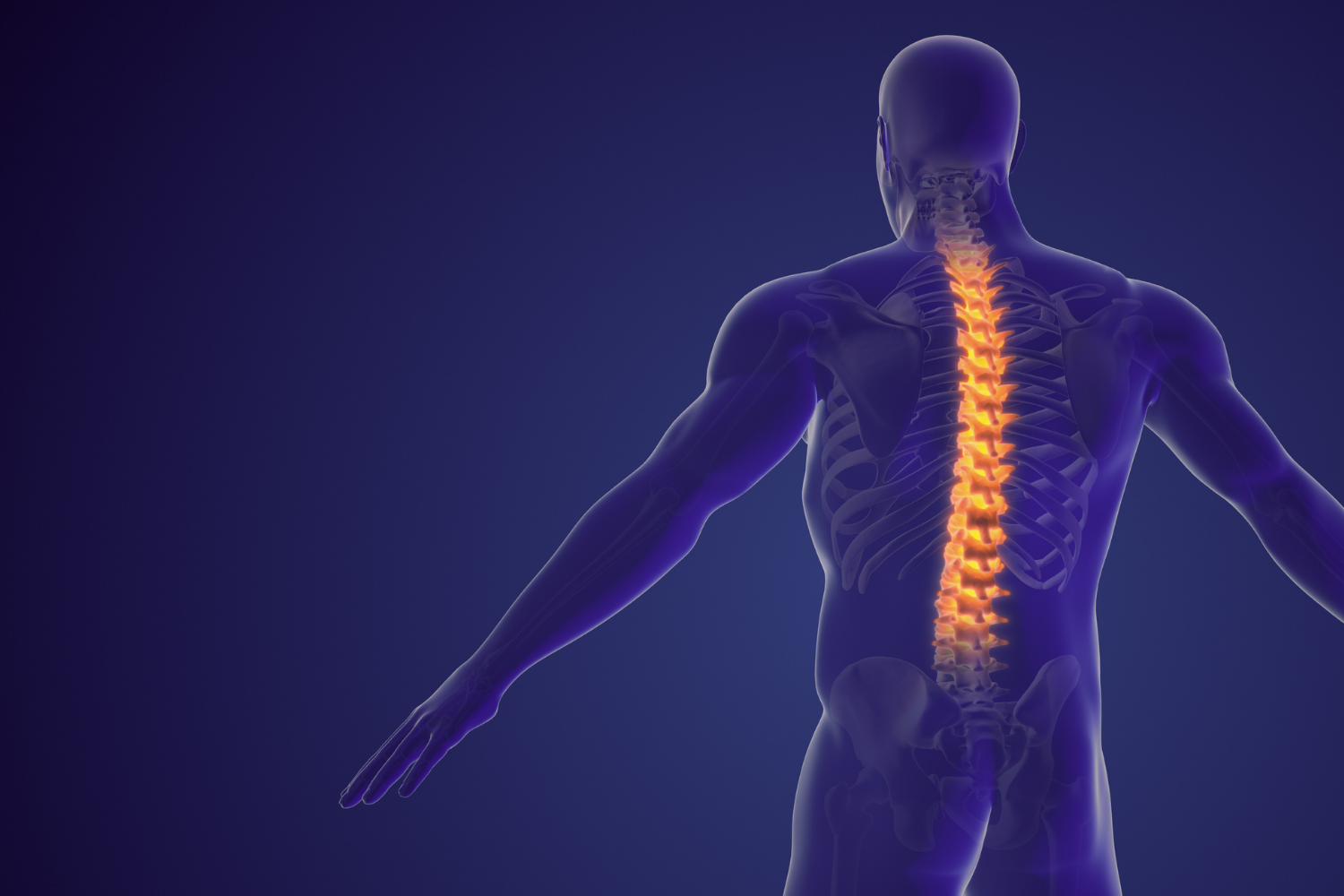 Basit Omurga ve Omurilik Anatomisi